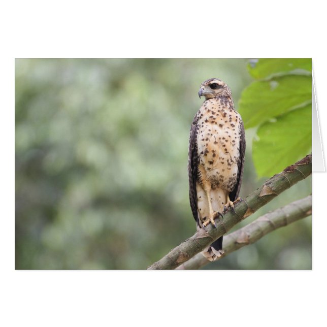 Großer schwarzer Falke (Vorderseite (Horizontal))