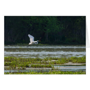 Großer Silberreiher im Flug