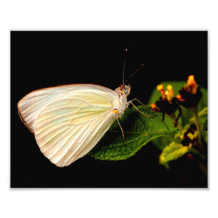 Großer Südweißer Schmetterling auf grünen Blätter Fotodruck