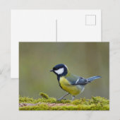 Großer Tittenvogel Postkarte (Vorne/Hinten)