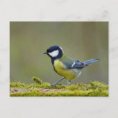 Großer Tittenvogel Postkarte (Vorderseite)