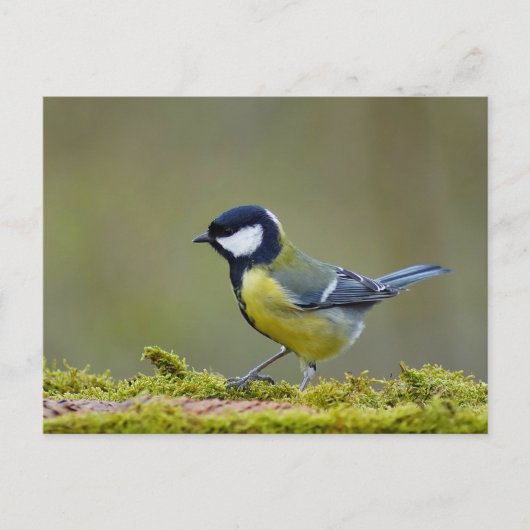 Großer Tittenvogel Postkarte (Vorderseite)