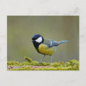 Großer Tittenvogel Postkarte (Vorderseite)