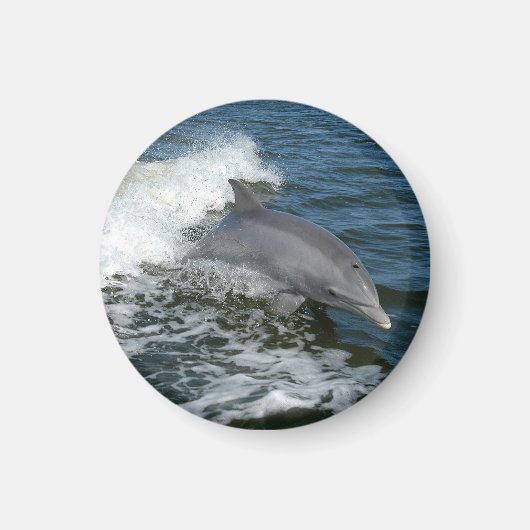 Großer Tümmler Magnet (Vorne)