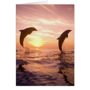 Großer Tümmler Tursiops truncatus