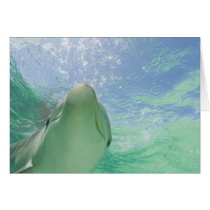 Großer Tümmler (Tursiops truncatus)