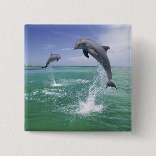 Großer Tümmler Tursiops truncatus Button