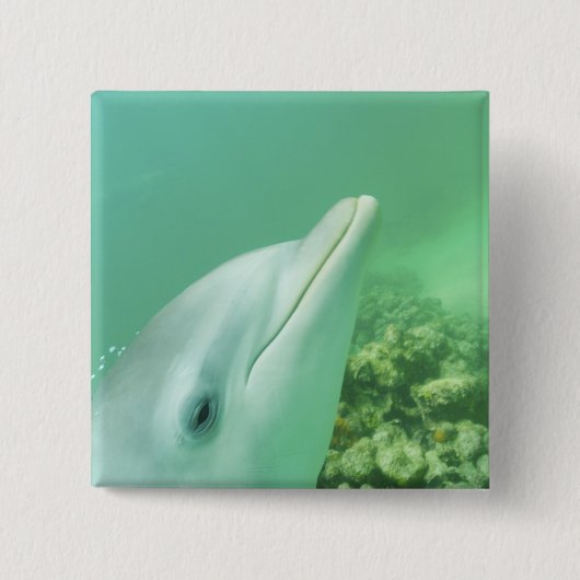 Großer Tümmler Tursiops truncatus Button (Vorderseite)