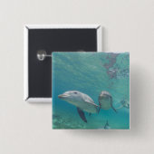 Großer Tümmler Tursiops truncatus Button (Vorne & Hinten)