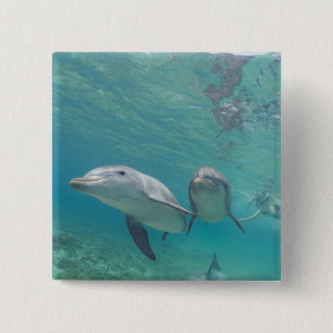 Großer Tümmler Tursiops truncatus Button