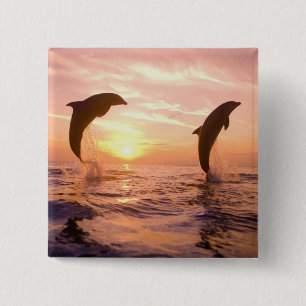 Großer Tümmler Tursiops truncatus Button