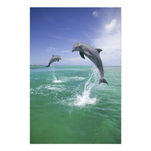 Großer Tümmler Tursiops truncatus Fotodruck