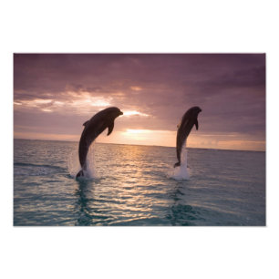 Großer Tümmler Tursiops truncatus Fotodruck