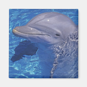 Großer Tümmler, Tursiops Truncatus Magnet