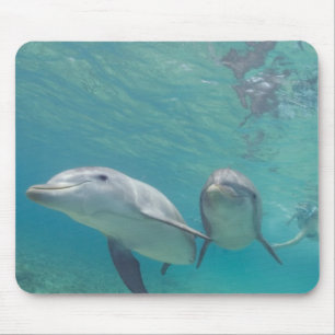Großer Tümmler Tursiops truncatus Mousepad
