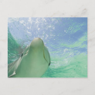 Großer Tümmler Tursiops truncatus) Postkarte