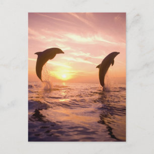 Großer Tümmler Tursiops truncatus Postkarte