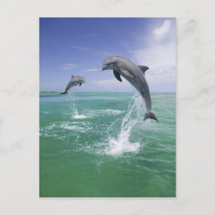 Großer Tümmler Tursiops truncatus Postkarte