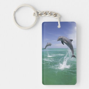 Großer Tümmler Tursiops truncatus Schlüsselanhänger