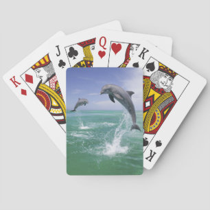 Großer Tümmler Tursiops truncatus Spielkarten