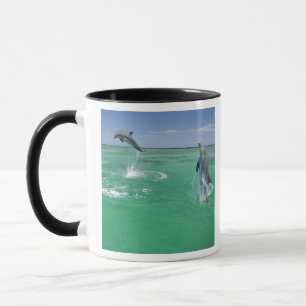 Großer Tümmler Tursiops truncatus Tasse