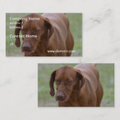 Großer Vizsla Hund Visitenkarte (Vorne/Hinten)