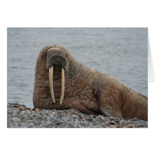 Grosser Walrus auf Felsen (Vorderseite (Horizontal))