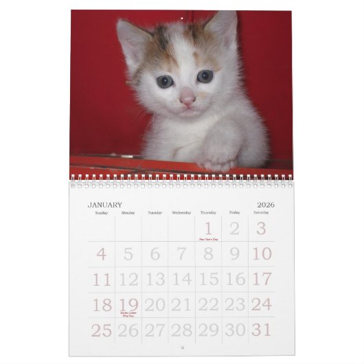 Großer Wandkalender 2023 - Katzen (Jan 2026)