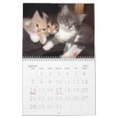 Großer Wandkalender 2025 - Katzen (Mär 2027)