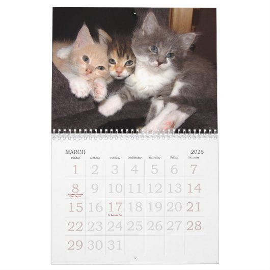 Großer Wandkalender 2025 - Katzen (Mär 2026)
