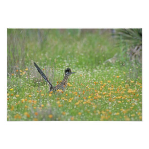 Großer Wegkuckuck, Geococcyx Fotodruck