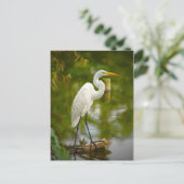 Großer Weißer Heron auf einem Log-Foto Postkarte (Stehend Vorderseite)