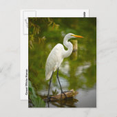 Großer Weißer Heron auf einem Log-Foto Postkarte (Vorne/Hinten)