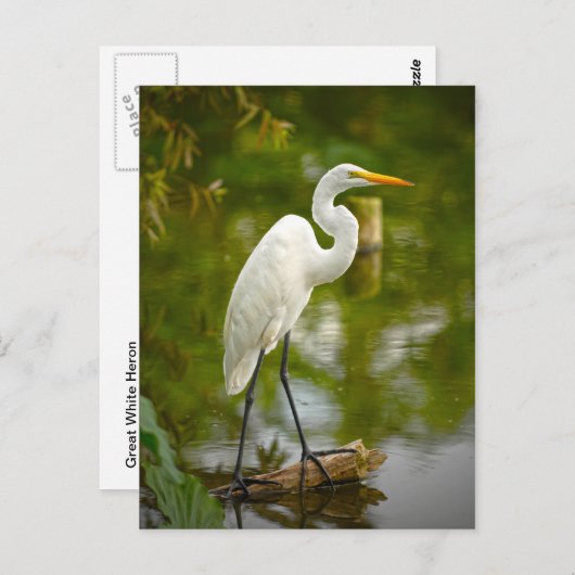 Großer Weißer Heron auf einem Log-Foto Postkarte (Vorne/Hinten)