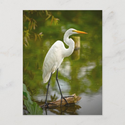 Großer Weißer Heron auf einem Log-Foto Postkarte (Vorderseite)