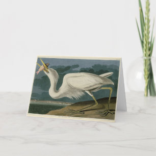 Großer Weißer Heron aus Audubons Vögeln Amerikas Karte