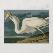 Großer Weißer Heron aus Audubons Vögeln Amerikas Postkarte (Vorderseite)