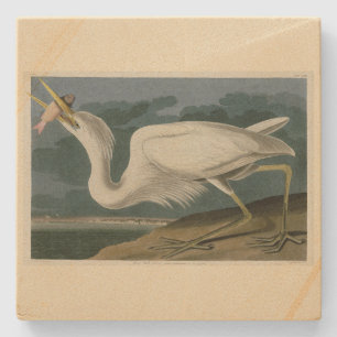 Großer Weißer Heron aus Audubons Vögeln Amerikas Steinuntersetzer