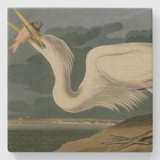 Großer Weißer Heron aus Audubons Vögeln Amerikas Steinuntersetzer (Vorderseite)