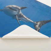 GROSSER WEISSER SHARK SHERPADECKE (3/4)