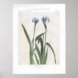 Größere Blaue Flagge - Iris versicolor Poster
