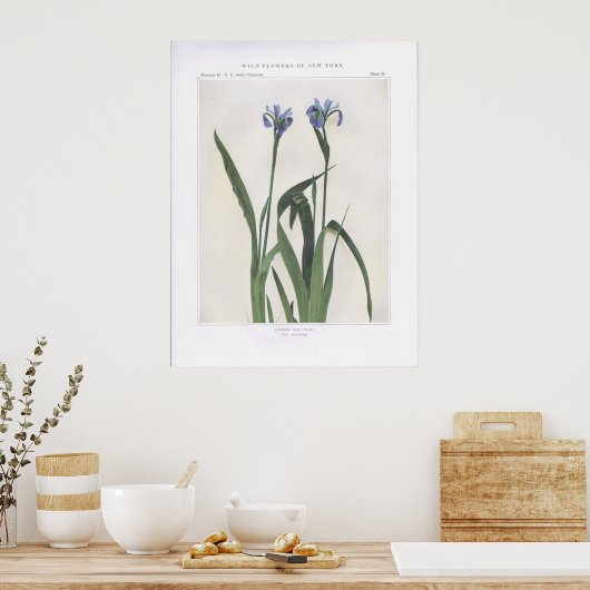 Größere Blaue Flagge - Iris versicolor Poster (Küche)