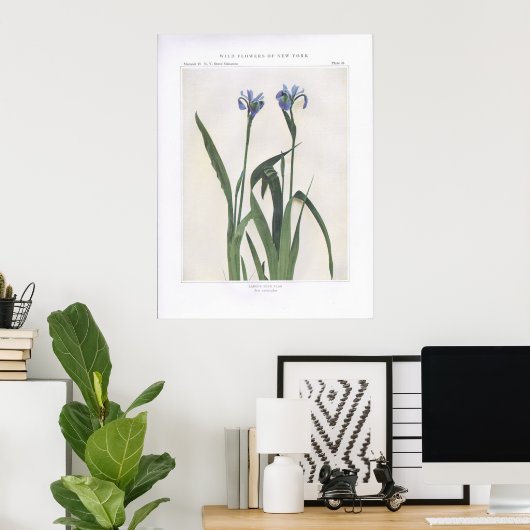 Größere Blaue Flagge - Iris versicolor Poster (Heimbüro)