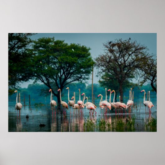 Größere Flamingo Herde in natürlicher Umgebung. Ei Poster (Vorne)