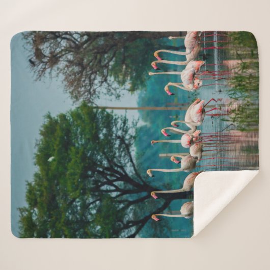 Größere Flamingo Herde in natürlicher Umgebung. Ei Sherpadecke (Vorderseite (Horizontal))