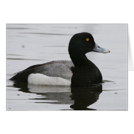 Größere Scaup