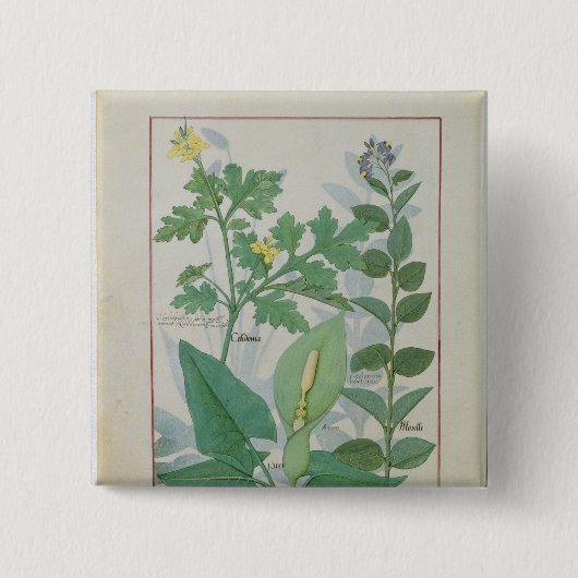 Größerer Celandine oder Mohnblume Button (Vorderseite)
