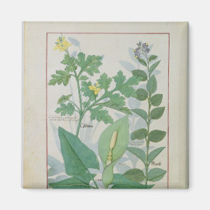 Größerer Celandine oder Mohnblume Magnet