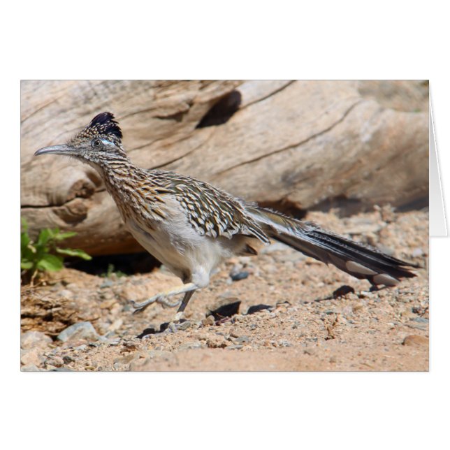Größerer Roadrunner (Vorderseite (Horizontal))