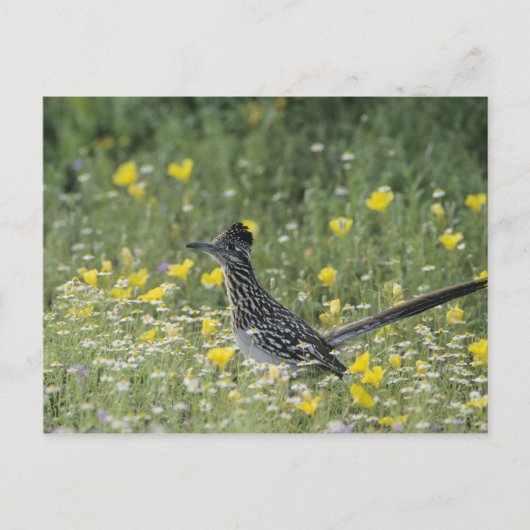 Größerer Roadrunner, Geococcyx californianus, Postkarte (Vorderseite)